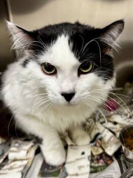 Domestic Medium Hair Cats Available for Adoption - King | PetCurious