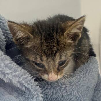 06/19/2026-Stray-BuenaVistaRoad -  Domestic Short Hair Cat for Adoption in Columbus, Georgia - 06/19/2026-Stray-BuenaVistaRoad | PetCurious