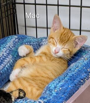 Mac -  Tabby Cat for Adoption in Mears, Michigan - Mac | PetCurious
