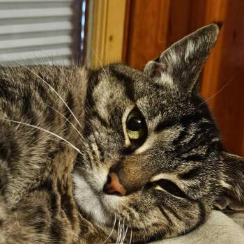 Shiver -  British Shorthair Cat for Adoption in Houghton Lake, Michigan - Shiver | PetCurious