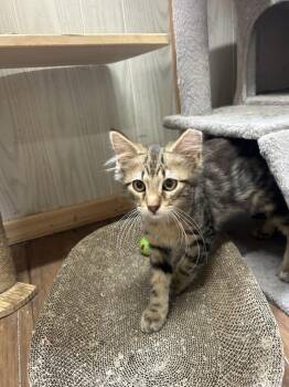 Domestic Medium Hair and Tabby Cats Available for Adoption in Emerald Isle, North Carolina - Barney (Merrimon 11) | PetCurious