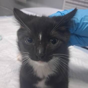 Hubie -  Domestic Short Hair Cat for Adoption in Summerville, South Carolina - Hubie | PetCurious