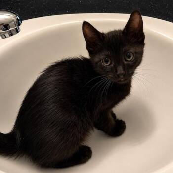 Squeakers -  Domestic Medium Hair Cat for Adoption in Pleasanton, California - Squeakers | PetCurious