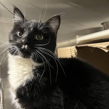 Domestic Short Hair Cats Available for Adoption in Des Moines, Iowa - Mallory | PetCurious