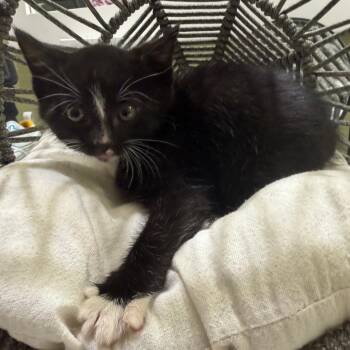 Domestic Short Hair Cats Available for Adoption in Lewisville, Texas - Binx (RW#2) | PetCurious