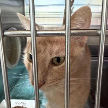 Quincy Morris -  Domestic Short Hair Cat for Adoption in Austin, Texas - Quincy Morris | PetCurious