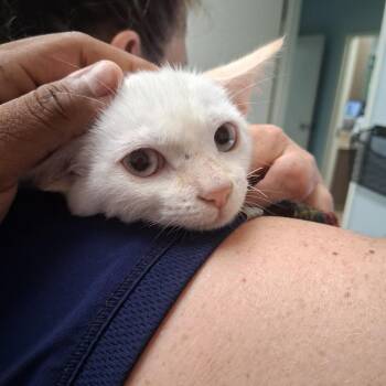 Blue (26-7730) -  Domestic Short Hair Cat for Adoption in Fort Smith, Arkansas - Blue (26-7730) | PetCurious