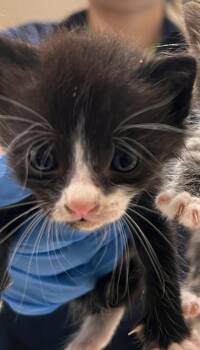 Dale -  Domestic Short Hair Cat for Adoption in Honolulu, Hawaii - Dale | PetCurious