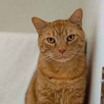 Domestic Short Hair Cats Available for Adoption in Warwick, Rhode Island - Yondu | PetCurious