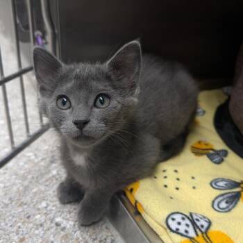 Obi -  Domestic Short Hair Cat for Adoption in Detroit Lakes, Minnesota - Obi | PetCurious