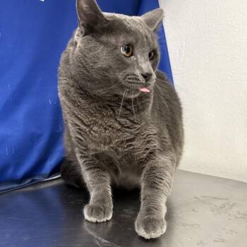 Domestic Short Hair Cats Available for Adoption - Dusty | PetCurious