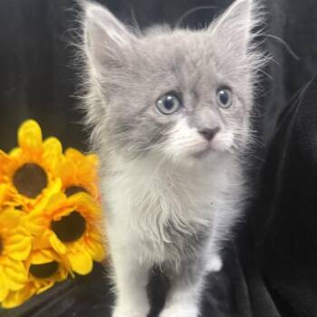 Toph -  Domestic Medium Hair Cat for Adoption in Brea, California - Toph | PetCurious