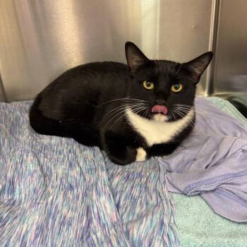 Tippy -  Domestic Short Hair Cat for Adoption in Lake Panasoffkee, Florida - Tippy | PetCurious