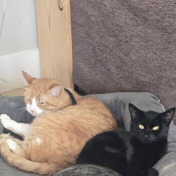 Domestic Short Hair Cats Available for Adoption in South Elgin, Illinois - Simba - Home To Home | PetCurious