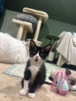 Rescue Domestic Short Hair Cats for Adoption in Ambler, Pennsylvania - William | PetCurious