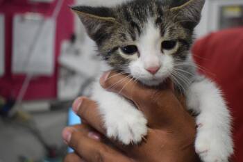 Noah (Molly K3) -  Domestic Short Hair Cat for Adoption in Pahrump, Nevada - Noah (Molly K3) | PetCurious