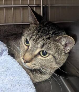 Tigers Eye -  Domestic Short Hair Cat for Adoption in Vancouver, Washington - Tigers Eye | PetCurious