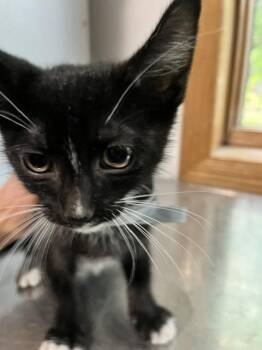 Drew -  Domestic Short Hair Cat for Adoption in Dayton, Minnesota - Drew | PetCurious