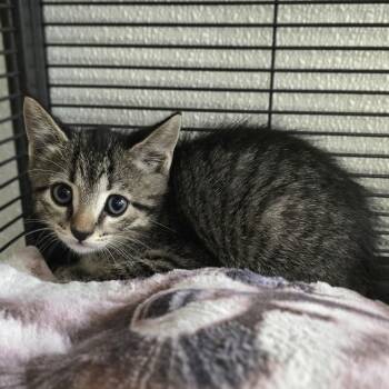 Donnie -  Domestic Short Hair Cat for Adoption in Mount Carmel, Illinois - Donnie | PetCurious