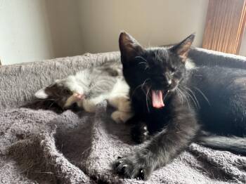 Rescue Domestic Short Hair Cats for Adoption in Verona, Pennsylvania - Durst And Rain | PetCurious