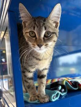 CLARK -  Domestic Short Hair Cat for Adoption in Westminster, Maryland - CLARK | PetCurious