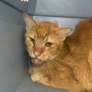 Rescue Domestic Short Hair Cats for Adoption in Lynchburg, Virginia - Orange Pop | PetCurious