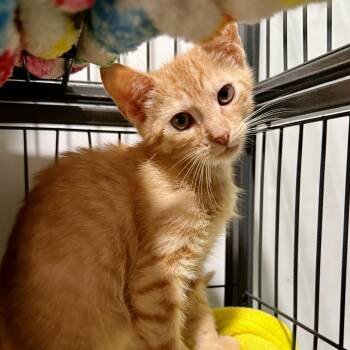 Cantaloupe -  Domestic Short Hair Cat for Adoption in NEW PT RICHEY, Florida - Cantaloupe | PetCurious