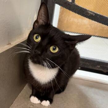 Delphine -  Domestic Short Hair Cat for Adoption in Las Vegas, Nevada - Delphine | PetCurious