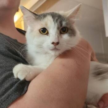 Rita -  Domestic Medium Hair Cat for Adoption in Mount Pleasant, Texas - Rita | PetCurious