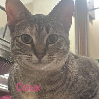 Doux -  Domestic Short Hair Cat for Adoption in Liverpool, Texas - Doux | PetCurious