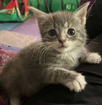 Stormy -  Domestic Short Hair Cat Available for Adoption in Candler, North Carolina - Stormy | PetCurious