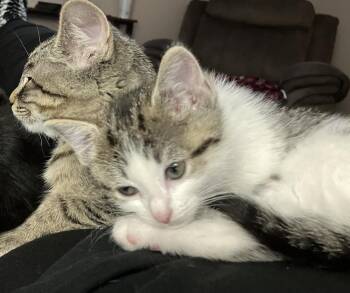 Domestic Short Hair Cats Available for Adoption - Sparrow | PetCurious