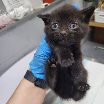 Raekwon -  Domestic Short Hair Cat for Adoption in Summerville, South Carolina - Raekwon | PetCurious