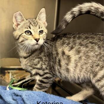 Rescue Domestic Short Hair Cats for Adoption in Ulster, Pennsylvania - Katerina | PetCurious