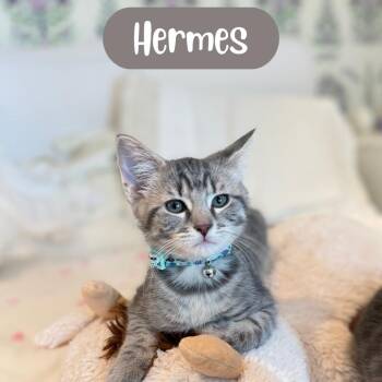 Hermes (Tweed Kitten 4) -  Domestic Short Hair Cat for Adoption in Westport, Connecticut - Hermes (Tweed Kitten 4) | PetCurious