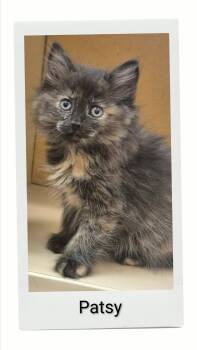 Patsy -  Domestic Medium Hair Cat for Adoption in Caistor Centre, Ontario - Patsy | PetCurious