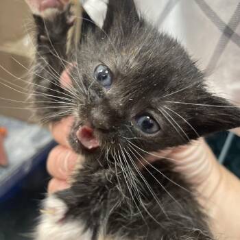 Jicama -  Domestic Short Hair Cat for Adoption in Huntsville, Alabama - Jicama | PetCurious