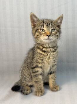 Rescue Tabby Cats for Adoption in Minneapolis, Minnesota - Odie | PetCurious