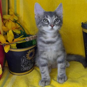 Oregano -  Siberian and Maine Coon Cat for Adoption in Mount Vernon, Illinois - Oregano | PetCurious