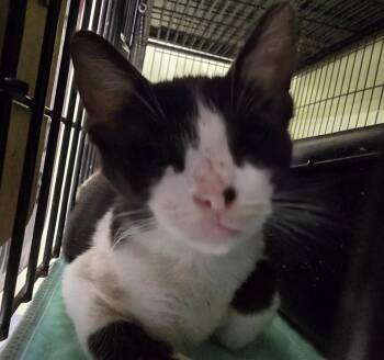 Seven-Axe Annie -  Domestic Short Hair Cat for Adoption in Auburn, Indiana - Seven-Axe Annie | PetCurious