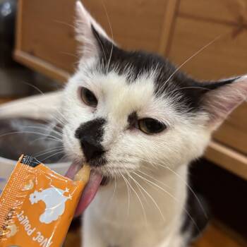 Moo-licious -  American Shorthair Cat for Adoption in New York, New York - Moo-licious | PetCurious