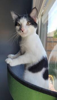 Rescue Domestic Short Hair Cats for Adoption in Fort Worth, Texas - Pip | PetCurious