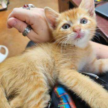 Elliot Elote -  Domestic Short Hair Cat for Adoption in Clarksville, Arkansas - Elliot Elote | PetCurious