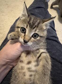 Amber -  Domestic Short Hair Cat for Adoption in Rochester, Indiana - Amber | PetCurious