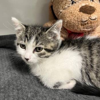 Julia -  Domestic Short Hair Cat for Adoption in West Palm Beach, Florida - Julia | PetCurious