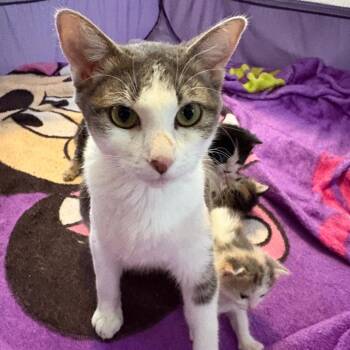 Rescue Domestic Short Hair Cats for Adoption in Crookston, Minnesota - Lizzy Bell | PetCurious