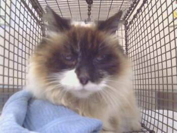 Himalayan Cats Available for Adoption in Sacramento, California - HERMIONE | PetCurious