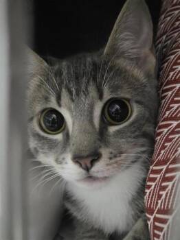 Reed -  Domestic Short Hair Cat for Adoption in Largo, Florida - Reed | PetCurious