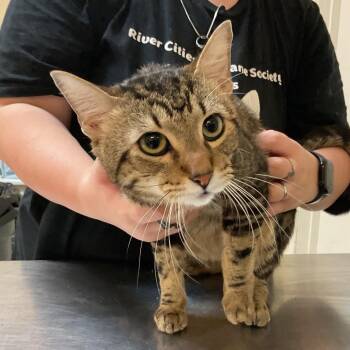 Toney -  Domestic Short Hair Cat Available for Adoption in Monroe, Louisiana - Toney | PetCurious