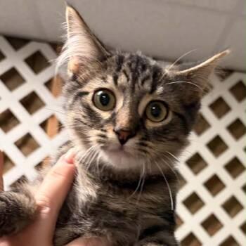 Sir Fuzzy Wuzzy -  Domestic Medium Hair Cat for Adoption in Inwood, West Virginia - Sir Fuzzy Wuzzy | PetCurious